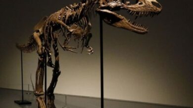 ڈائنوسارز کے خاتمے کی اصل وجہ کیا تھی، شہابِ ثاقب یا کچھ اور؟