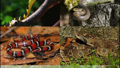 خطرناک سانپ جن کے زہر کا ایک قطرہ ہاتھی کو بھی مار سکتا ہے۔