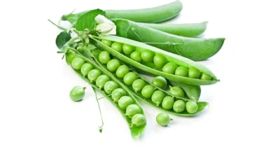 سبز مٹر: سردیوں میں تازہ کھائیں؟ آپ کو پروٹین کے ساتھ یہ بے مثال فوائد حاصل ہوں گے۔