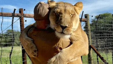 اب انسان سمجھیں گے جانوروں کی زبان!