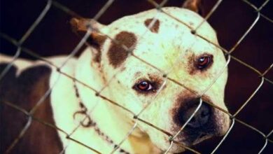 جنوبی کوریا