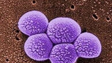 سپر بگز کو غیر فعال بنانے کے لیے مرکب ایجاد