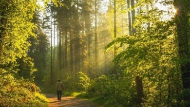 ْقدرتی ماحول میں چہل قدمی دماغی افعال کیلئے زیادہ مفید ہے، تحقیق