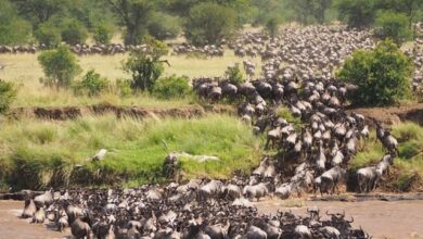 نقل مکانی کرنیوالے جانوروں کا بڑا حصہ معدومیت کے خطرے سے دوچار