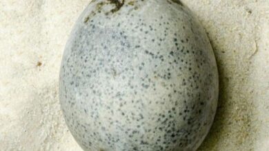 برطانیہ میں زمینی گڑھے سے 1700 سال پرانا صحیح سالم انڈہ دریافت