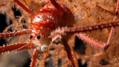 چلی کے سمندر میں 100 سے زائد نئی آبی حیات دریافت