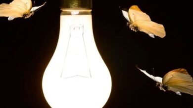 پتنگے مصنوعی روشنی پر کیوں منڈلاتے ہیں؟