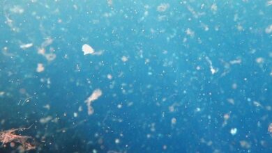 سمندر میں پہلی بار نینو پلاسٹک دریافت