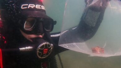 سمندری ہیٹ ویوز آبی غذائی چین کو متاثر کر سکتی ہیں، تحقیق