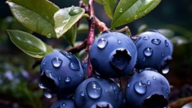 نیلے رنگ کے پھل کیا واقعی نیلے رنگ کے ہوتے ہیں؟