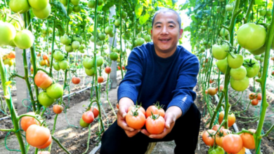 "چین کے آبائی شہر سبزیوں" شوگوانگ میں زرعی ٹیکنالوجیز ٹماٹر کے پودے لگانے میں معاون ہیں۔