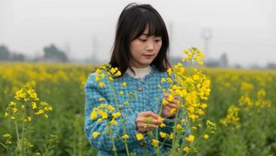 چینگڈو کے میدان میں سمارٹ فارمنگ کھل رہی ہے۔