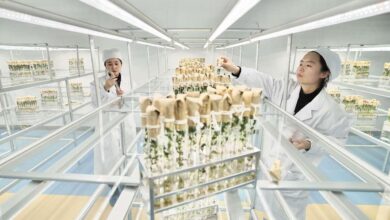 چین میں ایرو اسپیس ٹیکنالوجیز عوامی فلاح و بہبود کو بہتر بنانے کے لیے وسیع پیمانے پر استعمال کی جا رہی ہیں