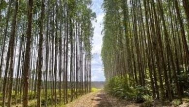 درخت لگانے کا بہترین وقت کونسا ہے؟