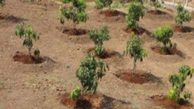 کانجو ٹاؤن شپ میں مون سون شجر کاری مہم کا آغاز، 3800 پودے لگانے کا ہدف