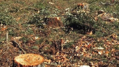 راجن پور: ہیڈ ماسٹر نے درخت کاٹ کر پیسے اپنی جیب میں ڈالے، سی ای او کی خاموشی پر سوالات