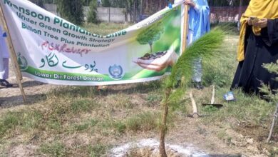 وزیراعلی خیبرپختنونخواہ عوامی ایجنڈا کے تحت ہفتہ خواتین، گرلز تعلیمی اداروں میں شجرکاری مہم