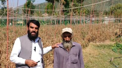 بنڑگے تالاش زمیندار کا ٹماٹر باغ سپرے کی وجہ سے تباہ، 6 لاکھ روپے نقصان، امداد کی اپیل