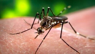 سوات دیولئی میں ڈینگی وبا بے قابو، اسکولوں میں چھٹیوں کا مطالبہ