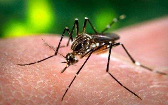 سوات دیولئی میں ڈینگی وبا بے قابو، اسکولوں میں چھٹیوں کا مطالبہ