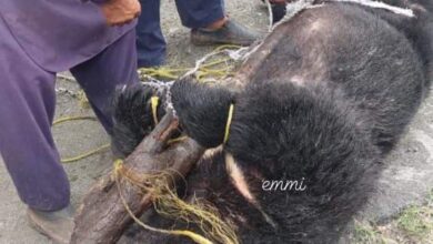 بحرین: کیدام میں ادھیڑ عمر مادہ ریچھ مردہ حالت میں برآمد