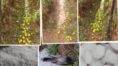 وادی تالاش میں شدید ژالہ باری سے ٹماٹر کے باغات تباہ، کسانوں کو کروڑوں کا نقصان