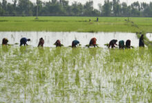 آئندہ چند روز میں اچھی مون سون بارشیں ہوئیں تو پنجاب میں دھان کی پنیری کی منتقلی کا عمل تیز ہو جائے گا، سینئر سائنسدان عثمان سلیم