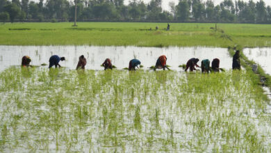 آئندہ چند روز میں اچھی مون سون بارشیں ہوئیں تو پنجاب میں دھان کی پنیری کی منتقلی کا عمل تیز ہو جائے گا، سینئر سائنسدان عثمان سلیم