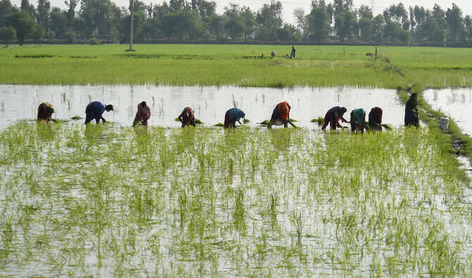 آئندہ چند روز میں اچھی مون سون بارشیں ہوئیں تو پنجاب میں دھان کی پنیری کی منتقلی کا عمل تیز ہو جائے گا، سینئر سائنسدان عثمان سلیم