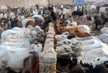 پنجاب کا لائیو سٹاک برآمدات 4 ارب ڈالر سے بڑھانے کا منصوبہ، 149.9 ارب روپے کی سرمایہ کاری کی جائے گی