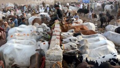 پنجاب کا لائیو سٹاک برآمدات 4 ارب ڈالر سے بڑھانے کا منصوبہ، 149.9 ارب روپے کی سرمایہ کاری کی جائے گی