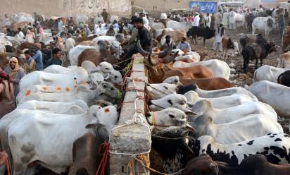 پنجاب کا لائیو سٹاک برآمدات 4 ارب ڈالر سے بڑھانے کا منصوبہ، 149.9 ارب روپے کی سرمایہ کاری کی جائے گی