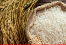 پاکستان نے چاول کی پیداوار بڑھانے کا چھ سالہ منصوبہ مکمل کر لیا