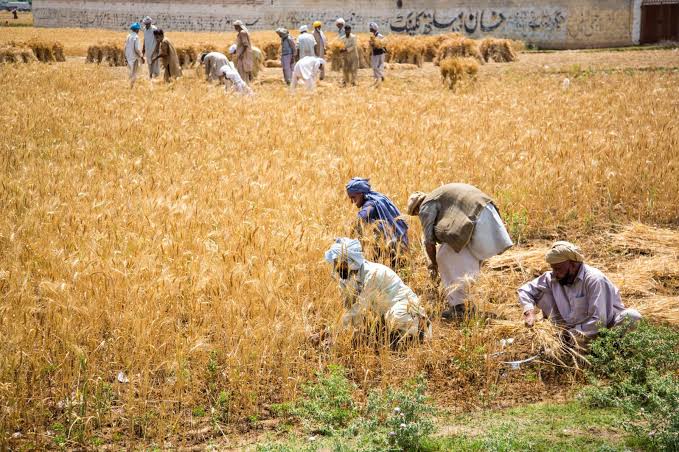 پنجاب کے پاس اگلی فصل تک ضروریات پوری کرنے کے لئے گندم کے وافر ذخائر موجود