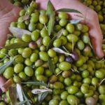 پاکستان میں زیتون کی کاشت 60 اضلاع تک پھیل گئی، 12 ہزار کسان منسلک