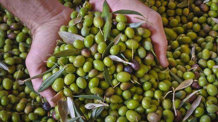 پاکستان میں زیتون کی کاشت 60 اضلاع تک پھیل گئی، 12 ہزار کسان منسلک