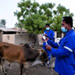 چین کی ویکسین معاونت سے پاکستان میں مویشیوں کی بیماریوں پر قابو پانے کی کوششوں کو تقویت